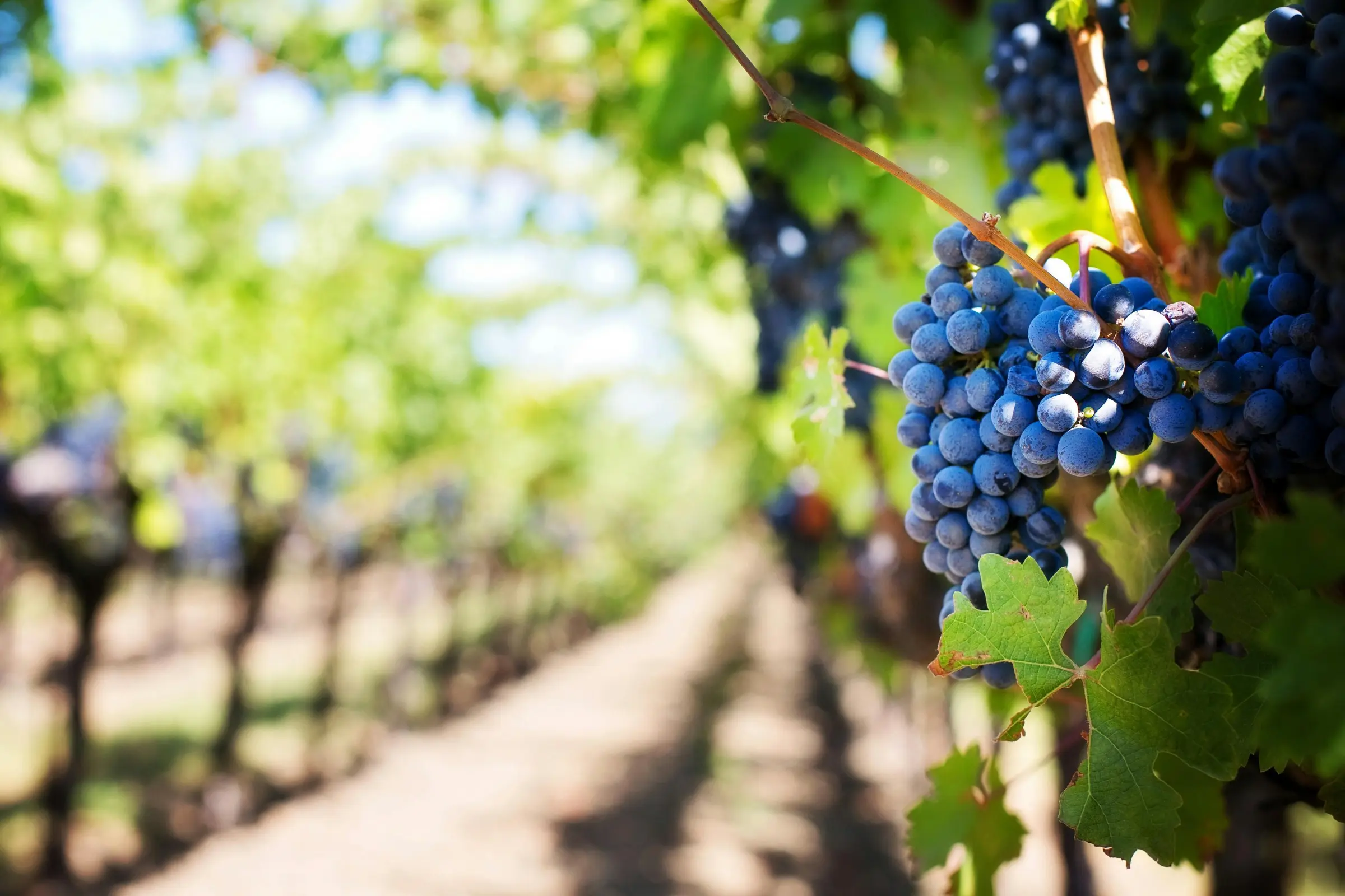 Grappe de raisin noir mûr dans un vignoble ensoleillé de Provence, idéale pour une excursion œnologique haut de gamme avec chauffeur privé à Saint-Tropez